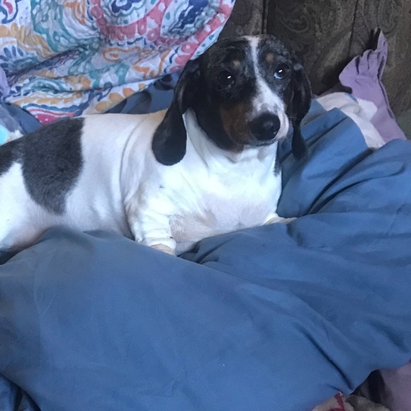 Meet your Posher, 𝐿𝑦𝑛𝑒𝑡𝑡𝑒 - Picture 4 of 4